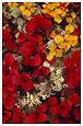 tundra in fall color